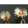 Cactus Niveum (Astrophytum niveum) 6 semi