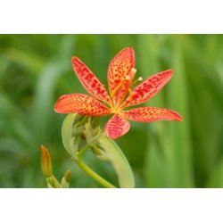 Chinesische Leopardenblume (Belamcanda chinensis) 5 Samen