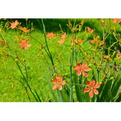 Belamcanda chinensis (floarea-leopardului) 5 semințe