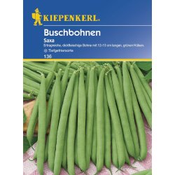 Buschbohne Saxa – Bohnensamen