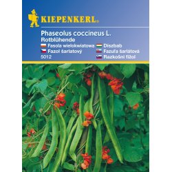 Fasola piękna, czerwono kwitnąca