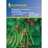Scarlet runner bean, red-flowering