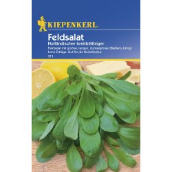 Feldsalat Holländischer Breitblättriger