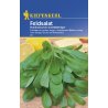 Valerianella olandese a foglia larga