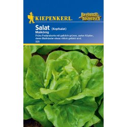 Kopfsalat Maikönig