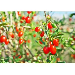 Goji (Lycium chinense) 7 siementä