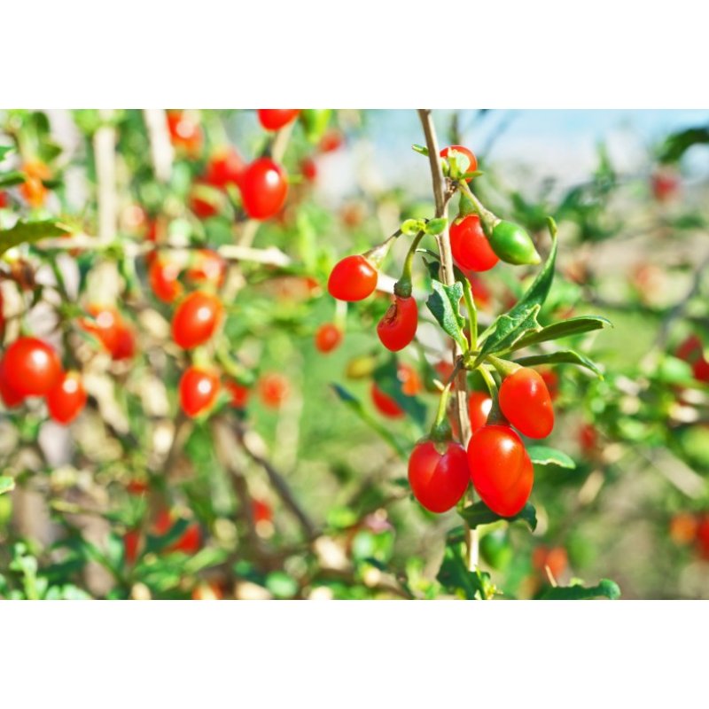 Goji - Gemeiner Bocksdorn (Lycium chinense) 7 Samen