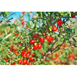 Goji (Lycium chinense) 7 siementä