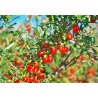 Goji (Lycium chinense) 7 siementä