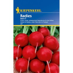 Radieschen Saxa 3 - Radieschensamen