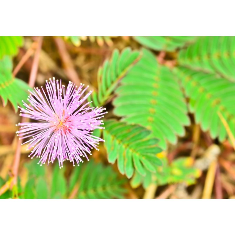 Mimose (Mimosa pudica) 7 Samen