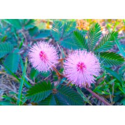 Mimóza stydlivá (Mimosa pudica) 7 semien