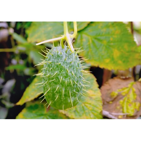Tekvička striekavá (Ecballium elaterium) 12 semien