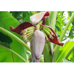 Banánovník sněhový (Musa sikkimensis) 5 semen