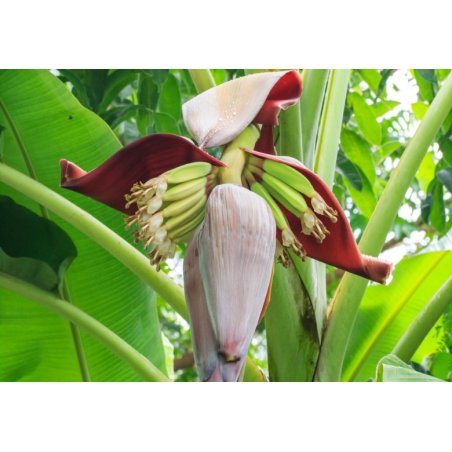Банан Сиким (Musa sikkimensis) 5 семена