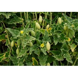 Springkommer (Ecballium elaterium) 12 zaden
