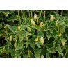 Огірок скажений (Ecballium elaterium) 12 насінин