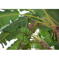 Schneebanane (Musa sikkimensis) 5 Samen