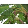 Banánovník snežný (Musa sikkimensis) 5 semien