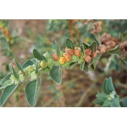 Indiskt Ginseng (Withania somnifera) 10 frön