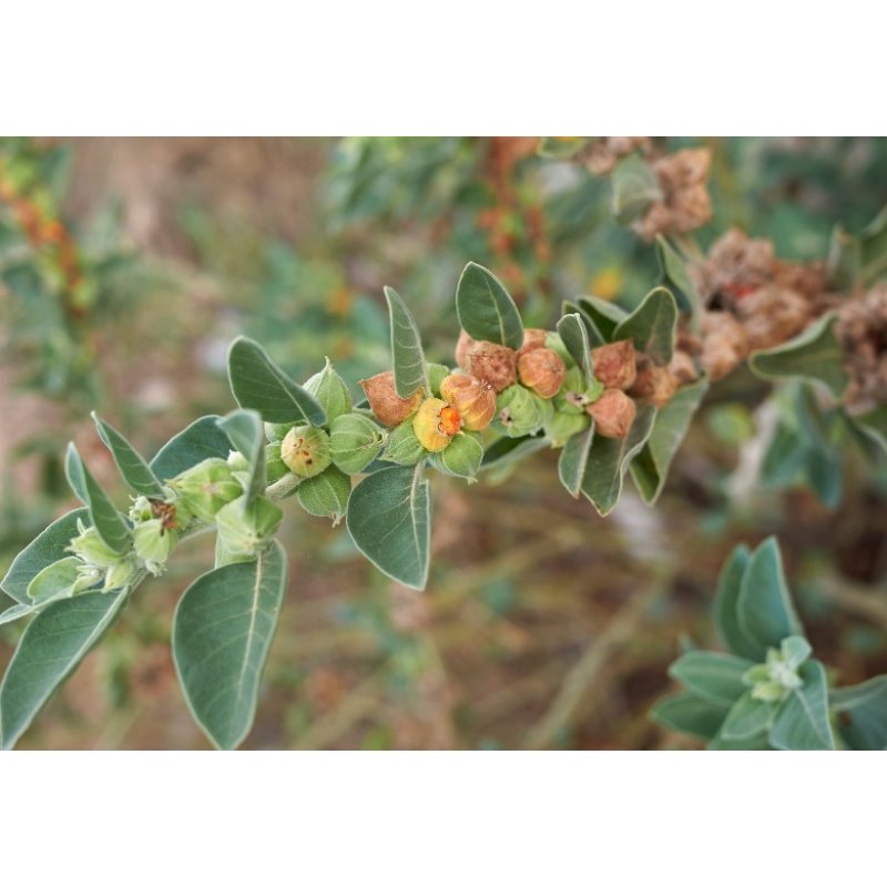 Ginseng indiano (Withania somnifera)  10 semi