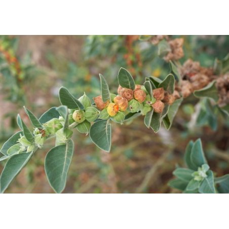Індійський женьшень (Withania somnifera)  10 насінин