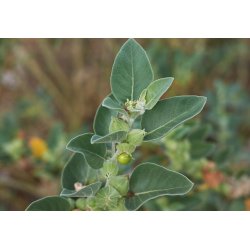 Ginseng indiano (Withania somnifera)  10 semi