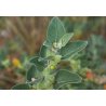 Intian Withania (Withania somnifera) 10 siementä
