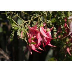 Prachtige Kandelaarsbloem (Clianthus puniceus) 7 zaden