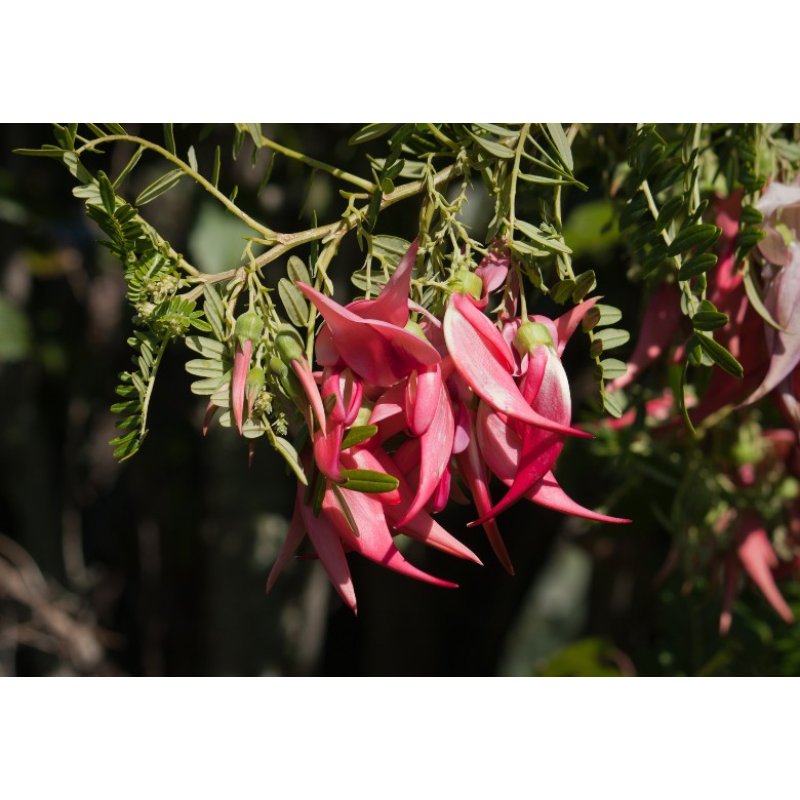 Zampa di aragosta (Clianthus puniceus) 7 semi