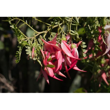 Prachtige Kandelaarsbloem (Clianthus puniceus) 7 zaden