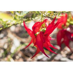 Pazur Nowozelandzki (Clianthus puniceus) 7 nasion