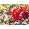 Zampa di aragosta (Clianthus puniceus) 7 semi