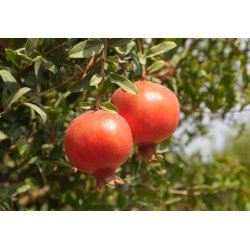 Granatapfel (Punica granatum) 7 Samen