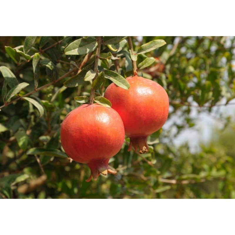 Grenade (Punica granatum) 7 graines