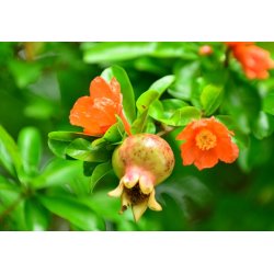 Grenade (Punica granatum) 7 graines