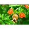 Melograno (Punica granatum) 7 semi