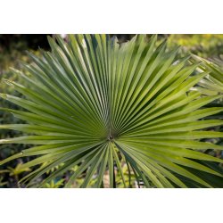 Serenoa płożąca (Serenoa repens) 4 nasiona