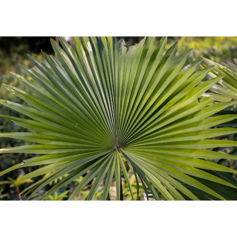 Серенея повзуча (Serenoa repens) 4 насінини