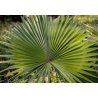 Serenoa repens (Serenoa repens) 4 semi