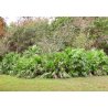 Sågpalmetto (Serenoa repens) 4 frön