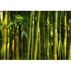 Thorny Bamboo (Bambusa bambos) 5 seeds