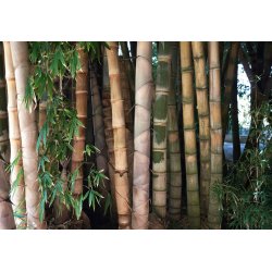Bambus Male Bamboo (Dendrocalamus strictus) 5 Samen