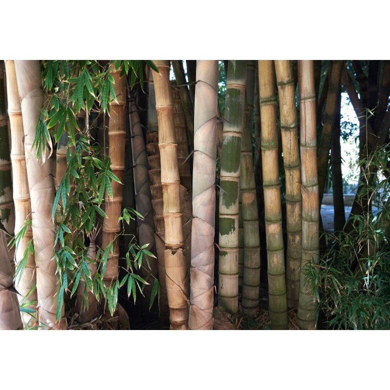 Bambu Male Bamboo (Dendrocalamus strictus) 5 siementä