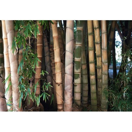 Bambus Male Bamboo (Dendrocalamus strictus) 5 Samen