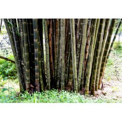 Bambus Male Bamboo (Dendrocalamus strictus) 5 semien