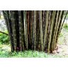 Bambu Male Bamboo (Dendrocalamus strictus) 5 siementä