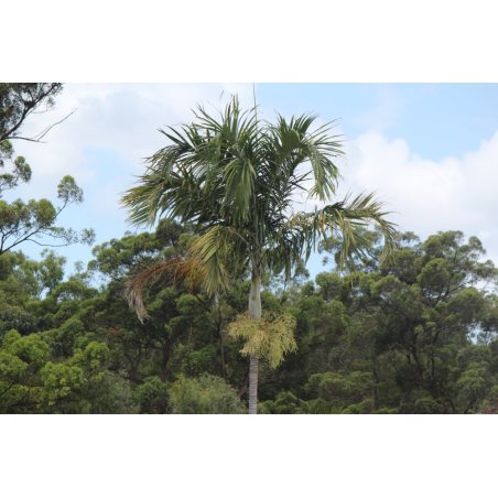 Palma sottile (Carpentaria acuminata) 4 semi