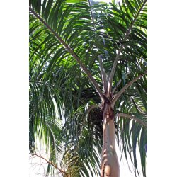 Slank palmträd (Carpentaria acuminata) 4 frön