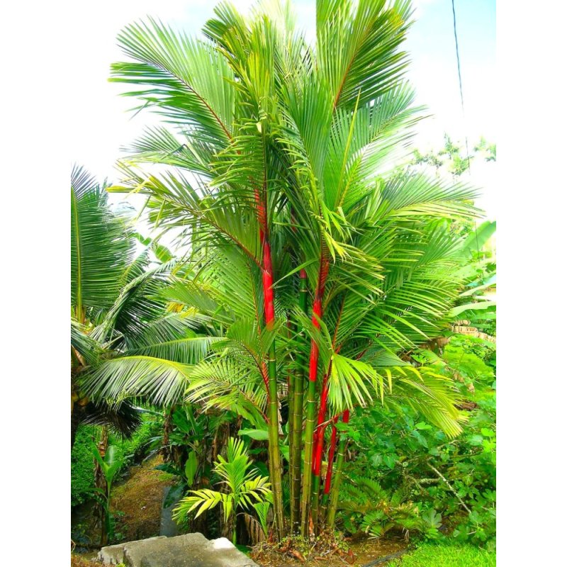 Palmier rouge (Cyrtostachys Renda) 4 graines